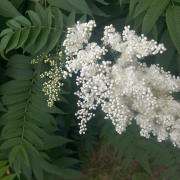 Sorbaria sorbifolia - Falsa spirea