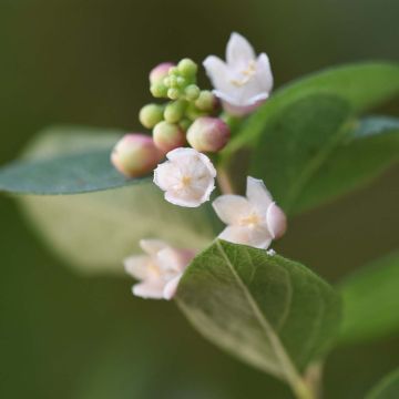 Symphoricarpos doorenbosii Magical Sweet - Sinforicarpo