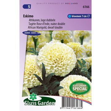 Tagetes erecta var. Nana Eskimo - Tagete eretta nana