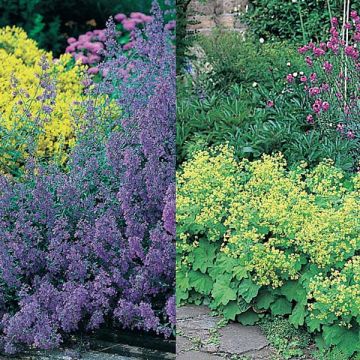 Tappeto Giallo e Blu, Alchemilla e Nepeta