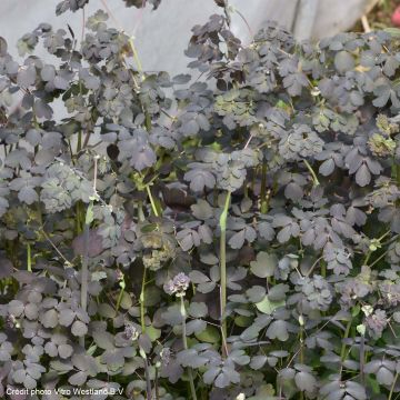 Thalictrum petaloideum Ghent Ebony - Pigamo