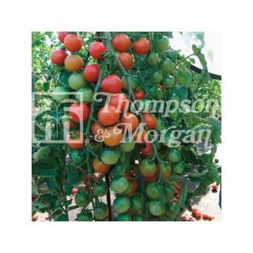 Pomodoro ciliegino/datterino Cherrola