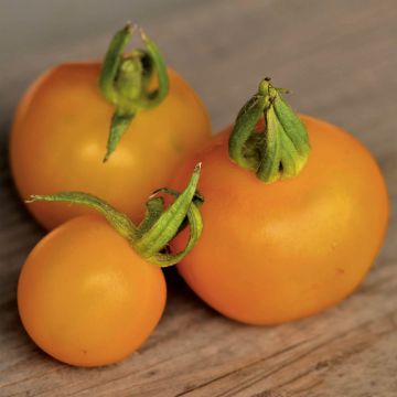 Pomodoro Variegato/Multicolore Goldene Königin Bio - Ferme de Sainte Marthe