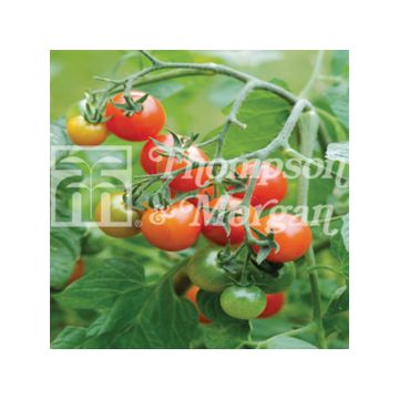 Pomodoro ciliegino/datterino Losetto