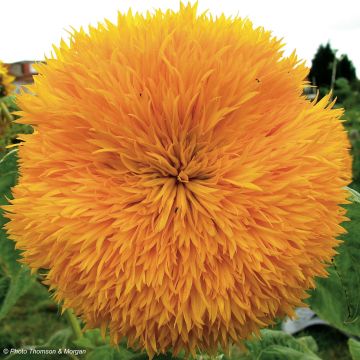 Girasole Teddy Bear (semi)