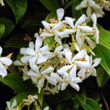 Trachelospermum jasminoïdes Star Of Venice - Falso gelsomino