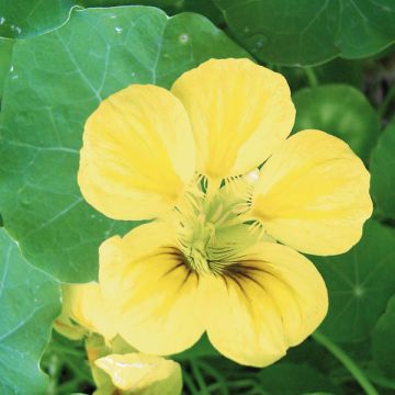 Tropaeolum ciliatum - Nasturzio