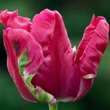 Tulipano Pappagallo Cerise Parrot