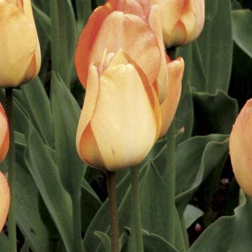 Tulipano Darwin Daydream