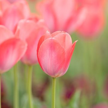 Tulipano Darwin Pink Sound
