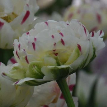 Tulipano Danceline