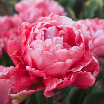 Tulipano Sweet Amy