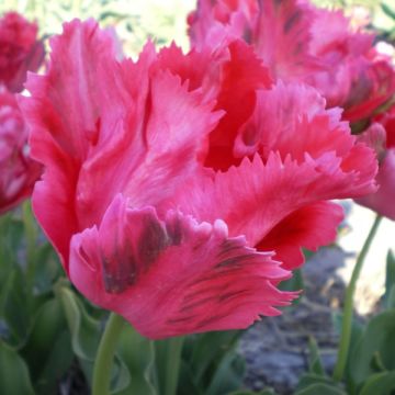 Tulipano Pappagallo Fantasy