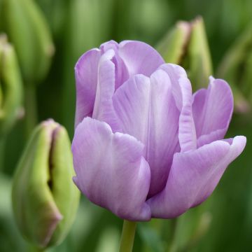 Tulipano Pappagallo James Last