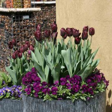 Tulipano Recreado