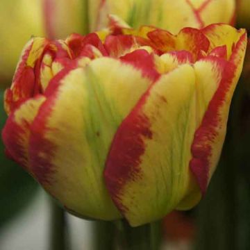 Tulipano Sundowner