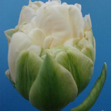 Tulipano White Wow