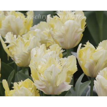 Tulipano Pappagallo Crème Lizzard