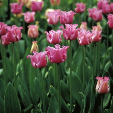 Tulipano Coronet Picture