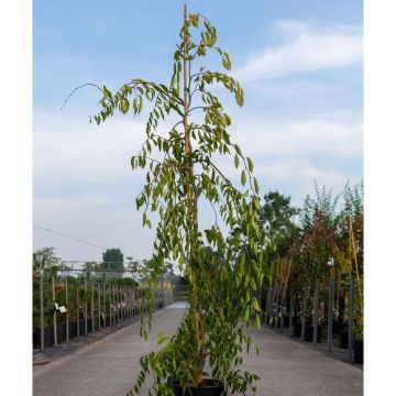 Ulmus glabra var. Pendula Mauro - Olmo di montagna piangente