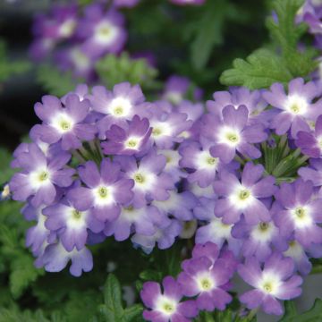 Verbena Lavender White