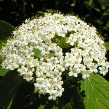 Viburnum lantana Viburnum lantana