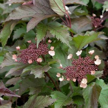 Viburnum sargentii Onondaga