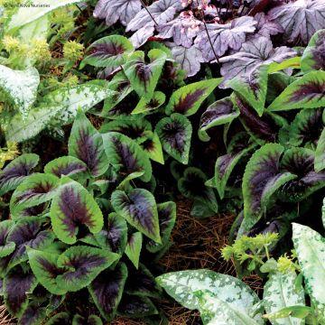 Viola koreana Heartthrob
