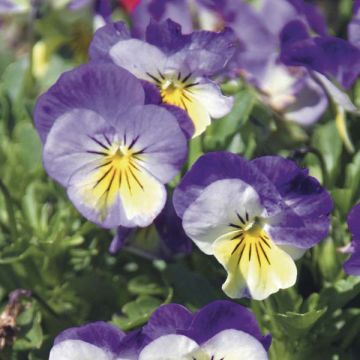 Viola Yellow and Blue