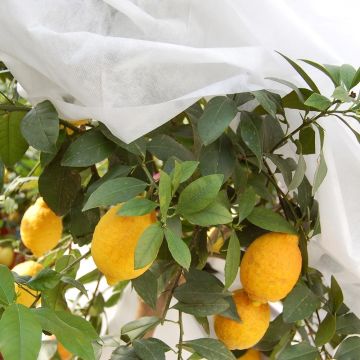 Tessuto non tessuto bianco per la protezione invernale 90g/m² per inverni estremi