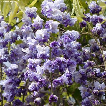 Wisteria venusta Grande Diva Cecilia - Glicine