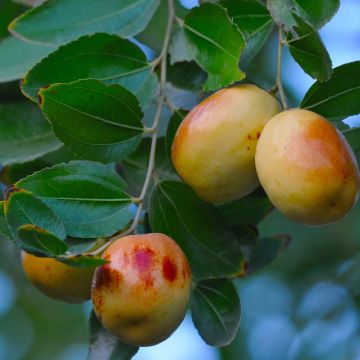 Ziziphus jujuba - Giuggiolo