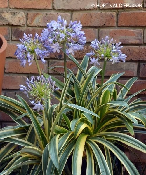 AGAPANTHUS ZAMBEZI
