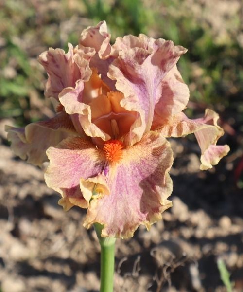 Lasciati conquistare dai nostri iris con sconti fino al 30%!