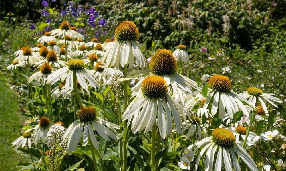 Crea un giardino rigoglioso con le migliori piante resistenti alla siccità!
