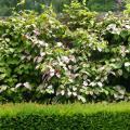Actinidia - kiwi ornamentali