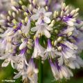 Agapanthus bicolori