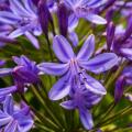 Agapanthus dalla A alla Z