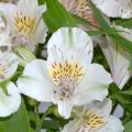 Alstroemerias bianchi