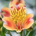 Alstroemias arancioni
