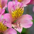Alstroemerias rosa
