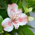 Alstroemerias rustici 