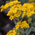 Alyssum - Alisso