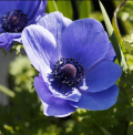 Anemoni coronaria
