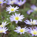 Anemoni blanda