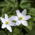 Anemoni nemorosa