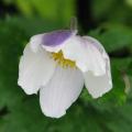 Anemoni giapponesi a fiori bicolori