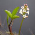 Piante acquatiche rustiche