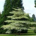 Alberi e arbusti con portamento a palchi