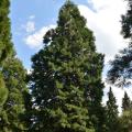 Alberi
